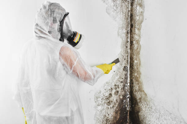 Best Kitchen Mold Remediation in West Menlo Park, CA