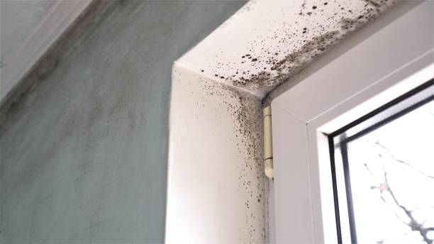 Best Attic Mold Remediation in West Menlo Park, CA