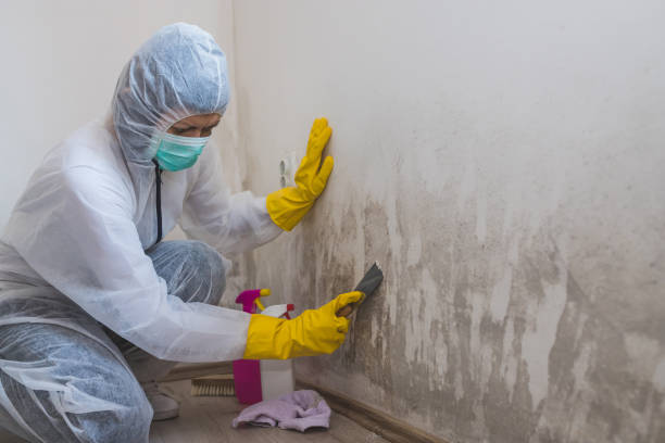Best Kitchen Mold Remediation in West Menlo Park, CA