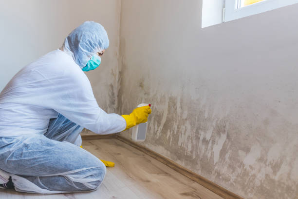 Professional Mold Remediation in West Menlo Park, CA