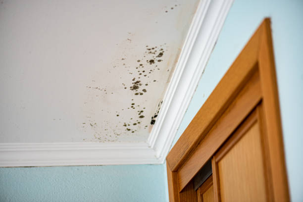 Best White Mold Remediation in West Menlo Park, CA