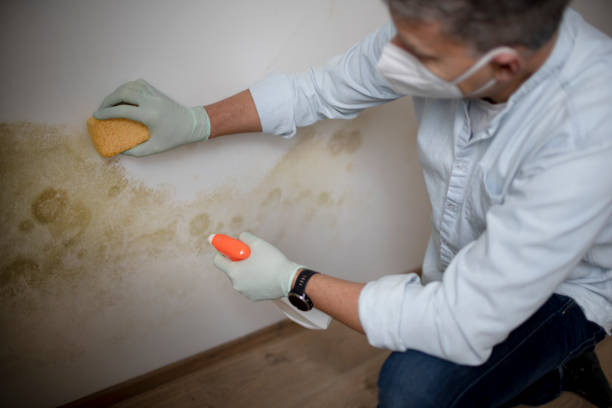 Best White Mold Remediation in West Menlo Park, CA