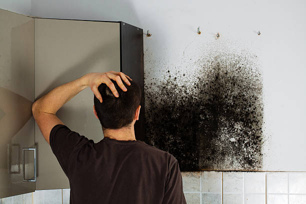 Best Health and Safety Mold Remediation in West Menlo Park, CA
