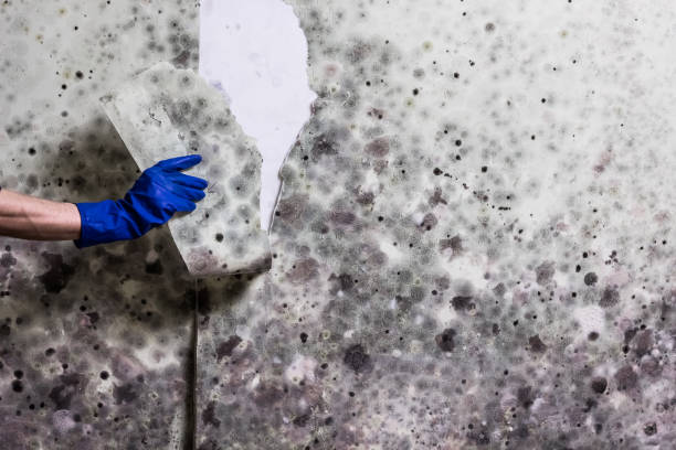 Best Mold Testing and Inspection Services in West Menlo Park, CA