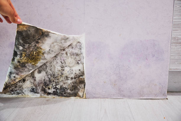 Best Industrial Mold Remediation in West Menlo Park, CA